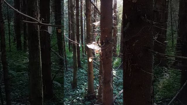 Лесная сказка Прогулки в лесу #shorts #леснаясказка #прогулкивлесу  #metaldetecting #другаяжизнь