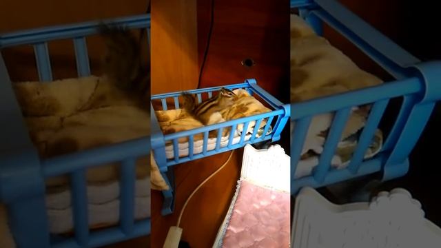 Домашний бурундук делает запасы смотреть онлайн