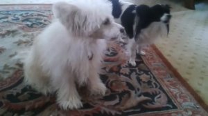 Chinese Crested Powder Puff Sings and Papillon Attempts to Join