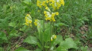 Примула лесная. Польза и применение. Primula forest
