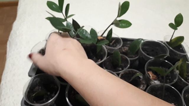 Замиокулькас из листа. Размножение замиокулькаса смотреть онлайн