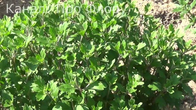 ХРИЗАНТЕМА МУЛЬТИФЛОРА УХОД И ПОДКОРМКИ В ОТКРЫТОМ ГРУНТЕ смотреть онлайн