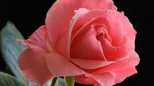 Релаксация - Танго Роз ...