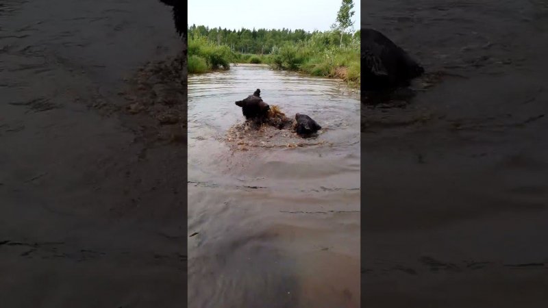 Молодые медведи играют в воде.