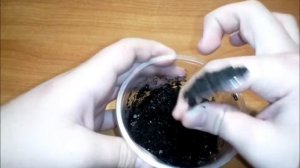 Помело|Новый год|2019|Как посадить помело