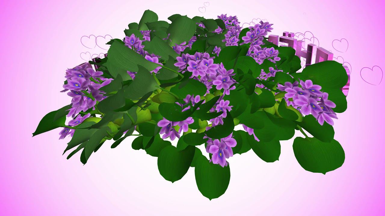 Шикарное 3D поздравление С ДНЁМ РОЖДЕНИЯ. Фиалки