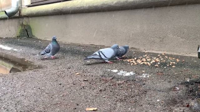 Мой осенний город Вологда