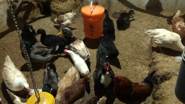 Канада. Жизнь в загородном доме 82. 27 января 2021 года. смотреть онлайн