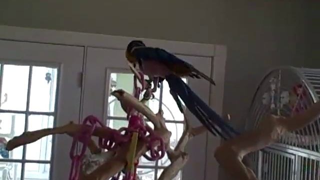 Sonya and the double java tree смотреть онлайн