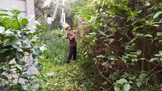 Ryobi 20 inch 40v hedge Trimmer review смотреть онлайн