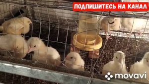 Выращивание Бройлеров! Бройлерам 12 Дней и 5 дней без света