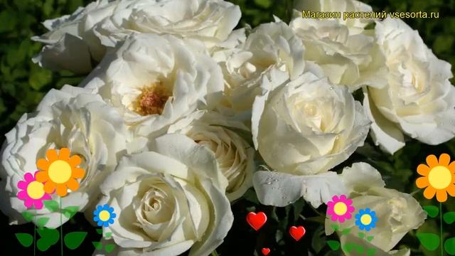 Роза кустовая Вайт Харт. Краткий обзор, описание характеристик, где купить саженцы rosa White Heart смотреть онлайн