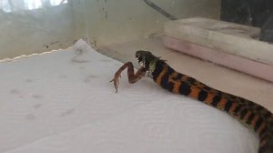 Tiger keelback snake eats frog Тигровый уж ест лягушку