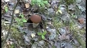 Собирали лисички, попались белые грибы - боровики в лесу