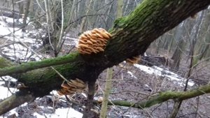 Москва. Измайлово. 3 января 2018 года. Грибы