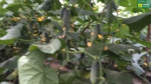 Огурец Лютояр F1 - 37 дней от всходов. Роль фосфора. Интенсивные сборы. Разновозрастные завязи