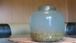 Квас из ячменя