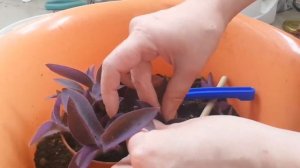 #сеткреазия пурпурная. Размножение.