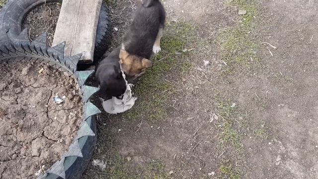 Немецкая овчарка против дворняги смотреть онлайн