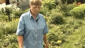 Мульчирую папоротником ягоду