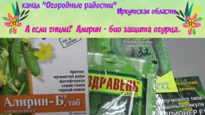 А если гнили?  Алирин - био защита огурца.