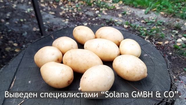 Сорт картофеля Королева Анна. Potato seeds Queen Anna.