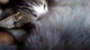 котенок сосет молоко у матери/kitten sucks milk from his mother