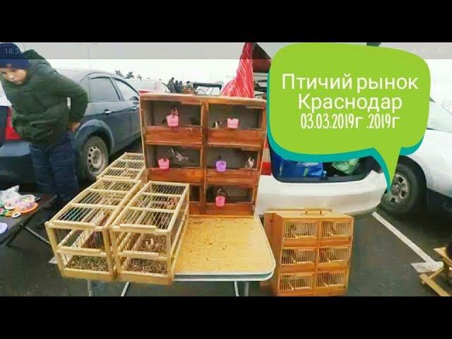 Птичий рынок в крыму. Собачий рынок в краснодаре. Птичий рынок казань колхозный рынок. Рынок животных краснодар. Птичий рынок в пятигорске.