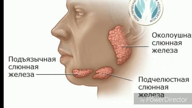 Подчелюстная слюнная железа. Терапевтическая стоматология. Вопросы на экзаменах. Поиск картинок