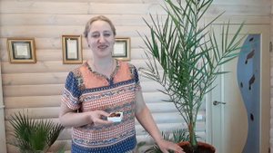 Финиковая пальма из косточки