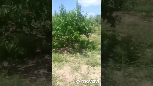 Персик франт смотреть онлайн