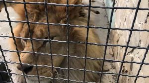 Этого льва уважают все львицы! Тайган