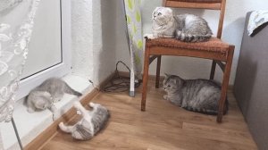 В кошачьей семье и любовь и драки Как Папа кот и мама кошка воспитывают своих котят