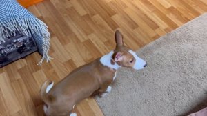 Мы купили дочке собаку БАСЕНДЖИ по кличке Барни