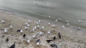 птицы едят, чайки, море