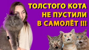 КОТОНОВОСТИ. ВЫПУСК 1. ЗАЧЕМ ТАПОЧКИ С ФРИКАДЕЛЬКАМИ? КОТ ЧУТЬ НЕ ОСТАЛСЯ ЗА БОРТОМ? #cats #мейнкун