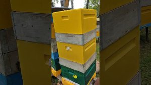 Работа матки F2 Тройзек 1075. Идеальная печатка.