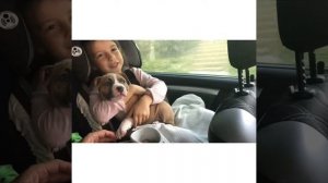 Едем забирать щенка! Амстафф наш! Первые эмоции! Игры на улице!