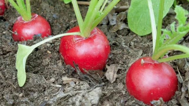 Что делать чтобы редиска не горчила. детальна інформація в описах смотреть онлайн