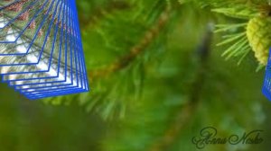 Лечебные свойства сосновых шишек