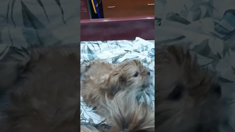 БОНЯ всех укладывает на лопатки