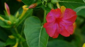 MIRABILIS JALAPA - AMAZING NATURE - ERNESTO CORTAZAR - 'ANNA' COLORS