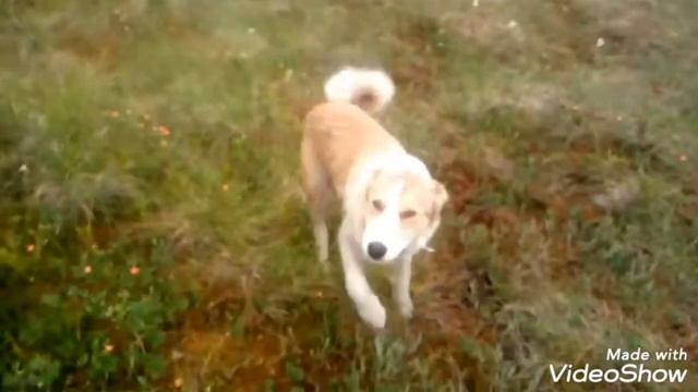 Собираем морошку! смотреть онлайн