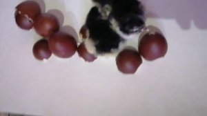 Цыплята кур породы маран.
