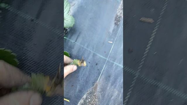 ВАЖНО! что такое разгон куста и как это делается. смотреть онлайн