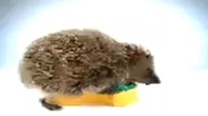 Реклама губки (с ежиком)