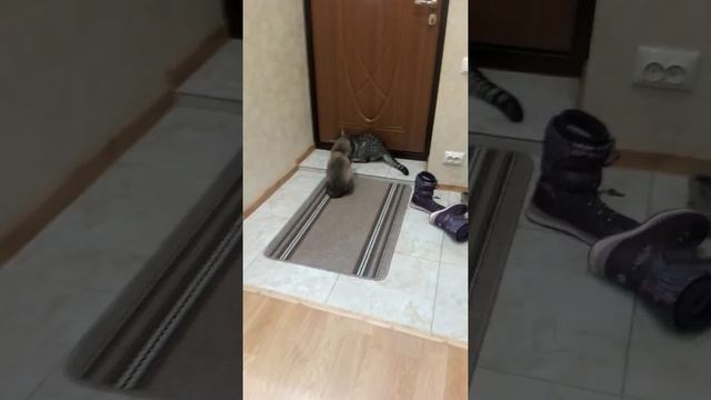 как коты дерутся