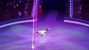 Народный цирк "Романтики"