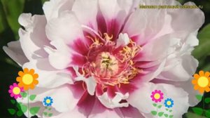 Пион ито Кора Луиза. Краткий обзор, описание характеристик paeonia itoh Cora Louise