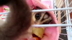 Белка летяга.